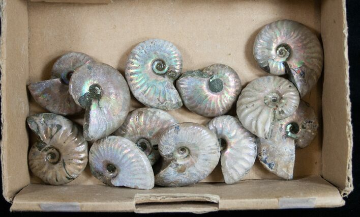 Silver Iridescent Ammonites #9774
